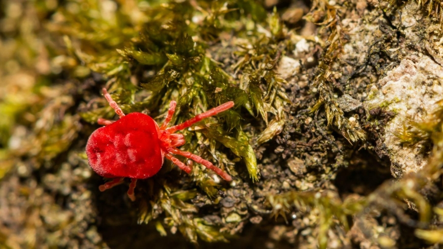 Fool-Proof Organic Way to Treat the Lawn for Chiggers?