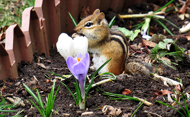 How to Kill Chipmunks - Apartment Lovers