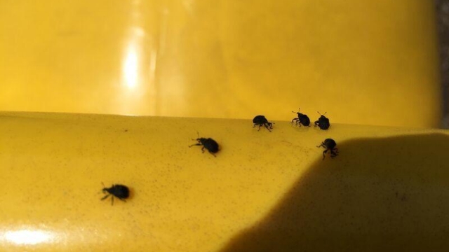 Infestation of Little Black Bugs