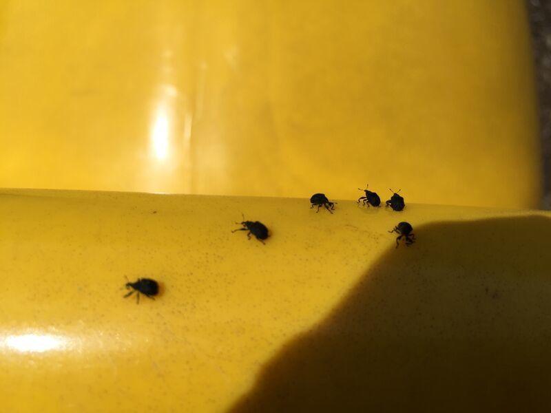Little black bugs in bedroom www stkittsvilla