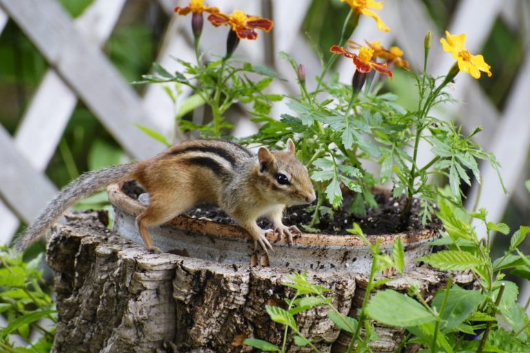 How to Kill Chipmunks - Apartment Lovers