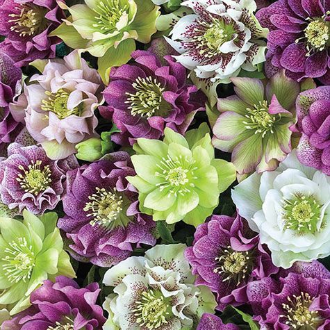 Double Flowered Hellebores