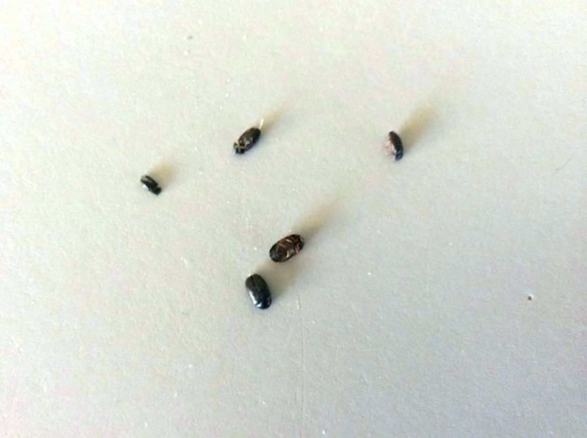 Tiny Black Bugs 