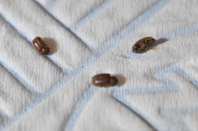 Tiny Black Bugs In Kitchen Heres How To Get Rid Of Them Apartment