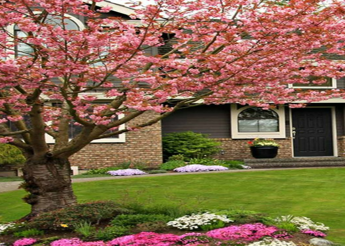 Install Ornamental Trees