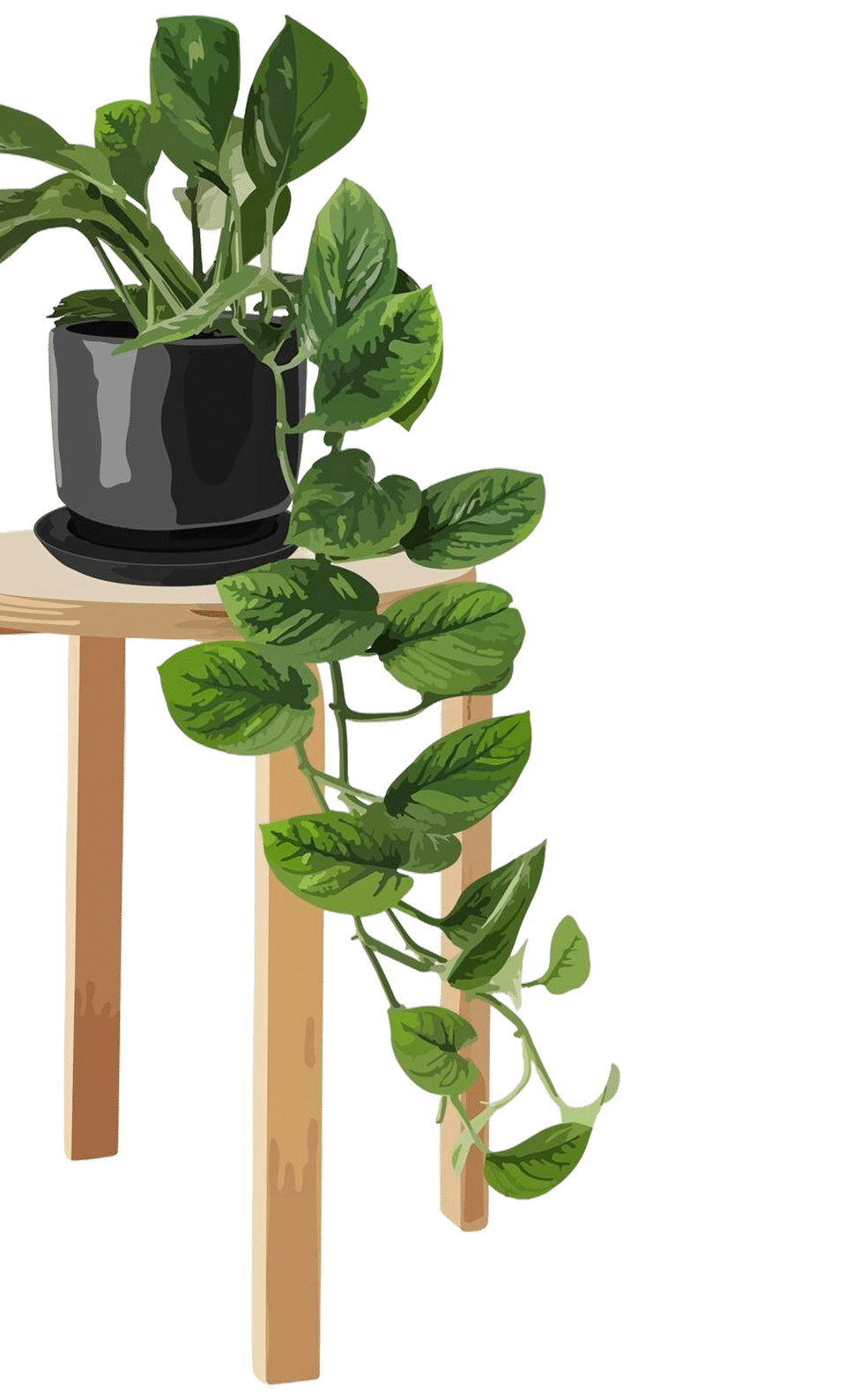 plant